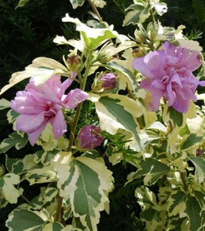 Rose of Sharon Sugar Tip® Gold